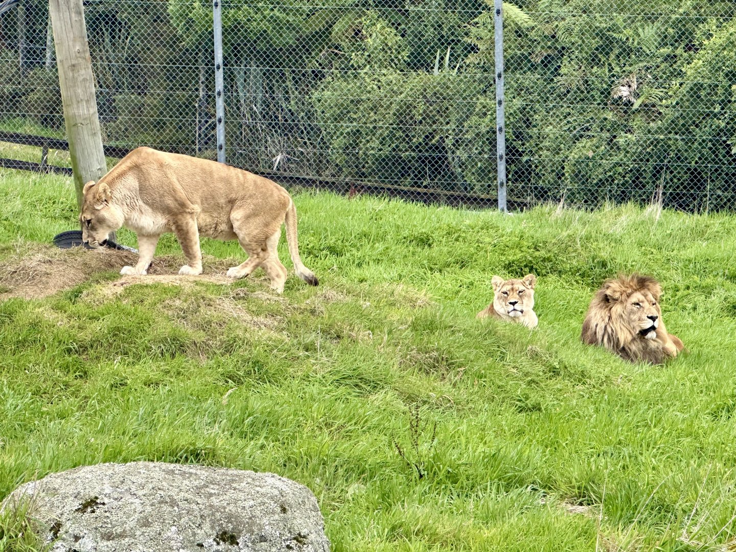 African Lions (Benji, Aleeka and Ayla)