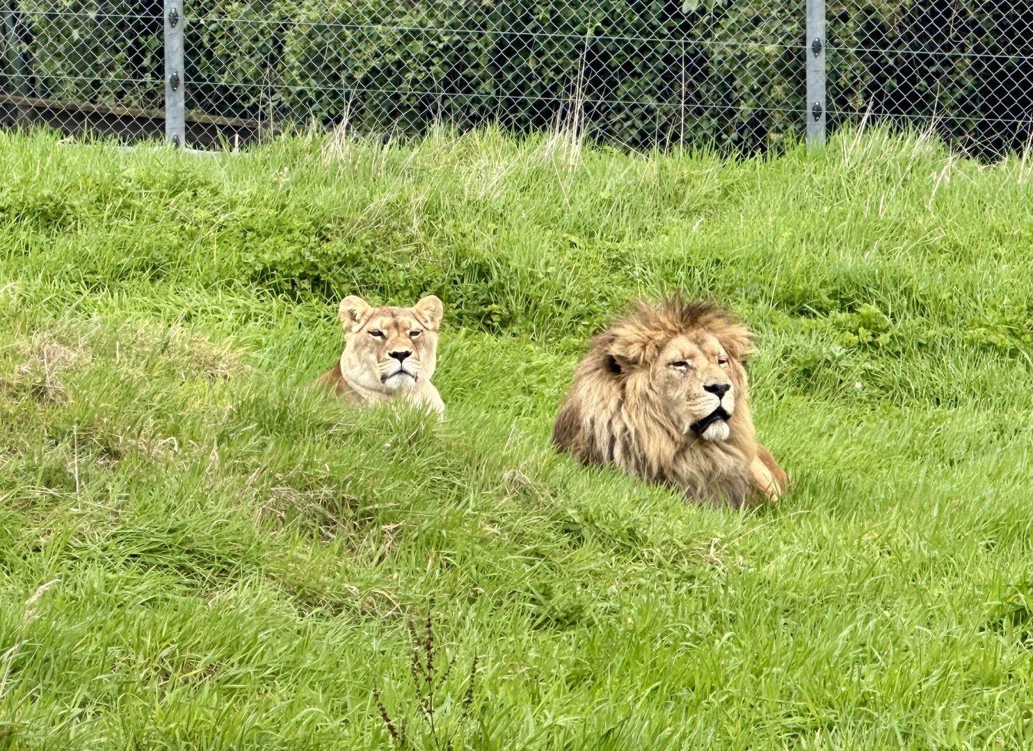 African Lions (Benji and Ayla)