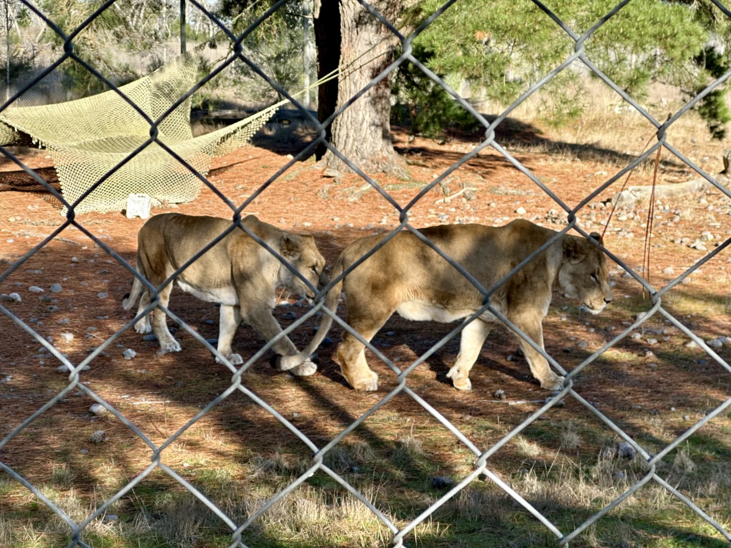 African Lions (Brothers)