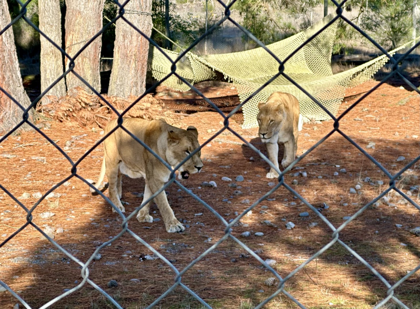 African Lions (Brothers)