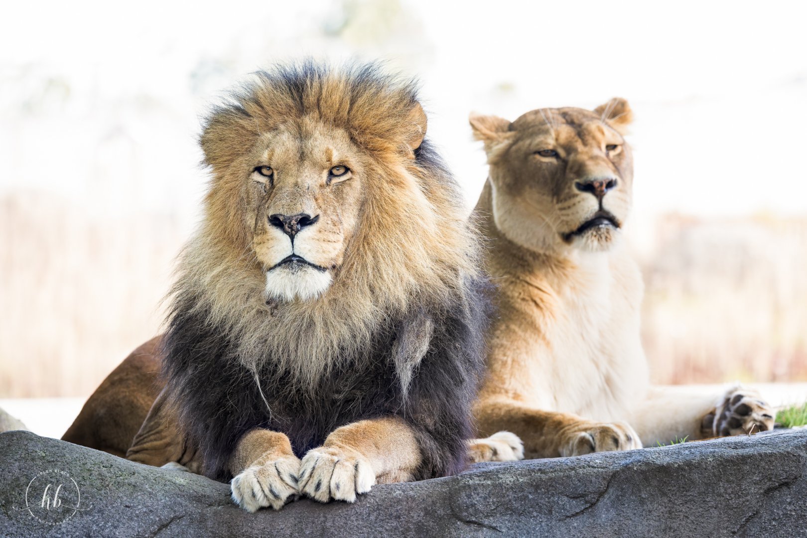 African Lions / Copenhagen Zoo / 30-9-24
