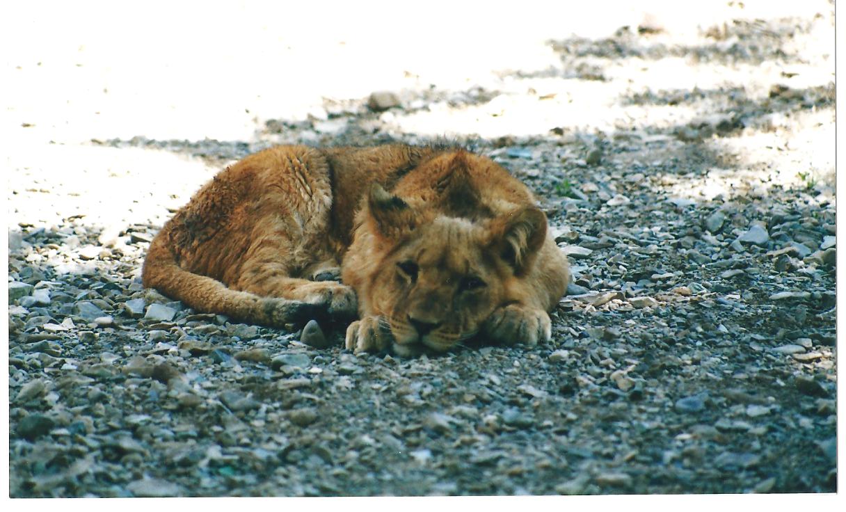 African lions cubs(tehran zoo)1992