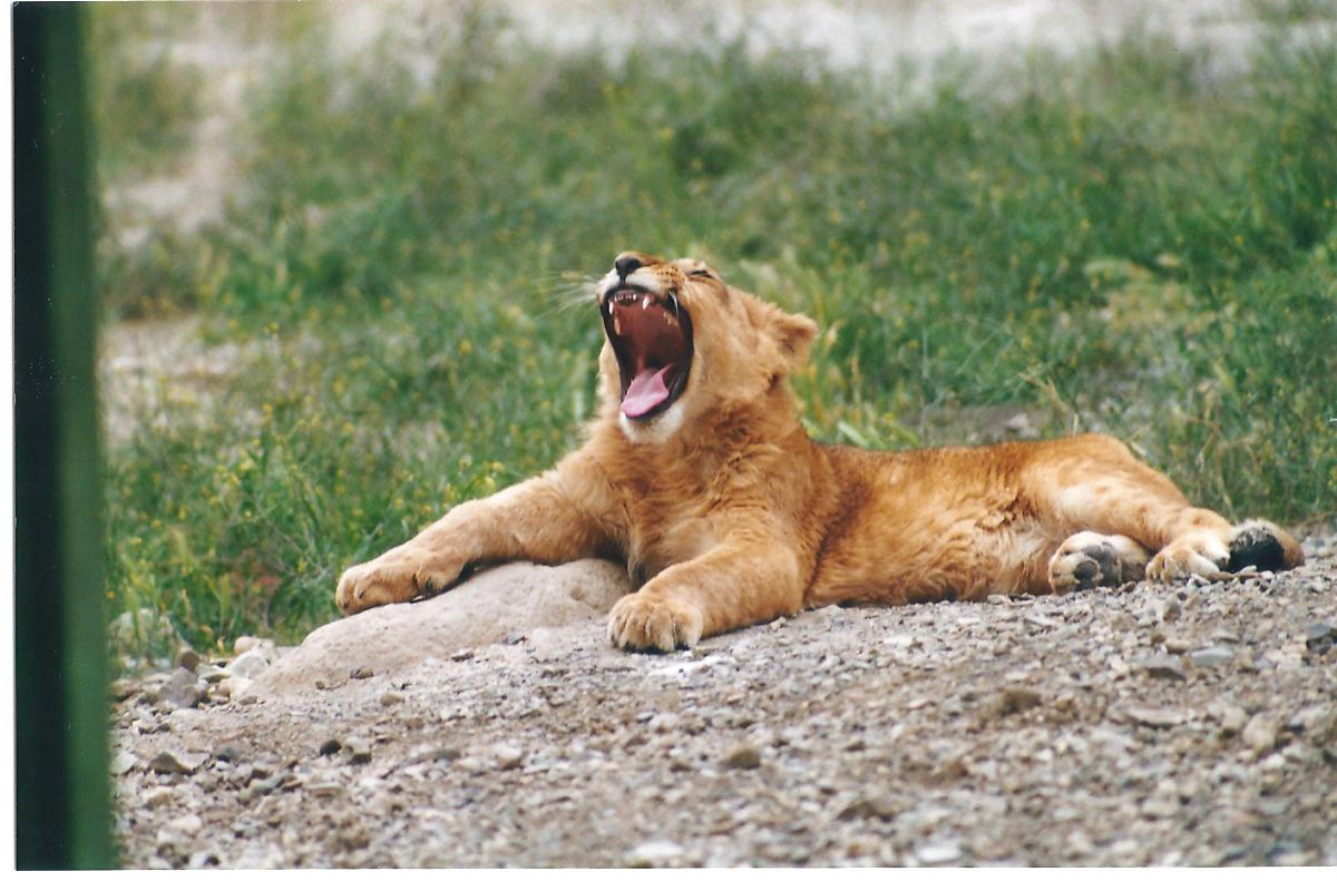 African lions cubs(tehran zoo)1992