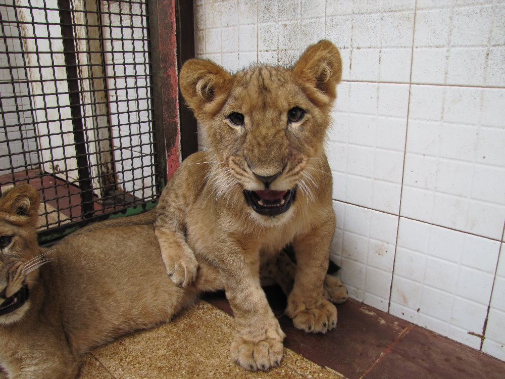 African lions cubs (tehran zoo)
