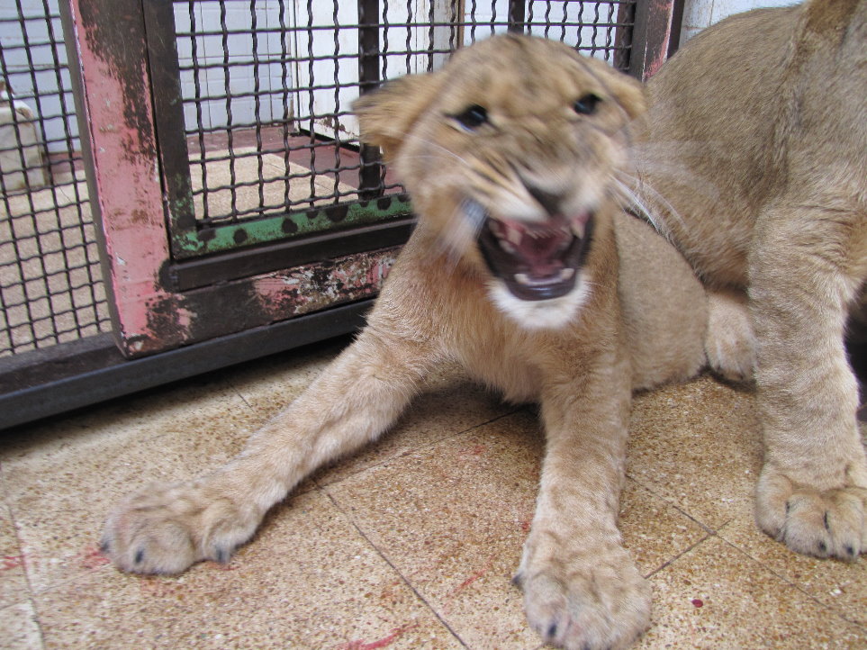African lions cubs(tehran zoo)