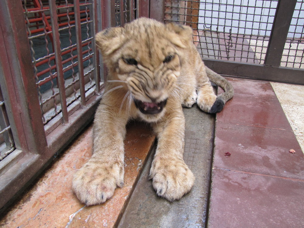 African lions cubs(tehran zoo)