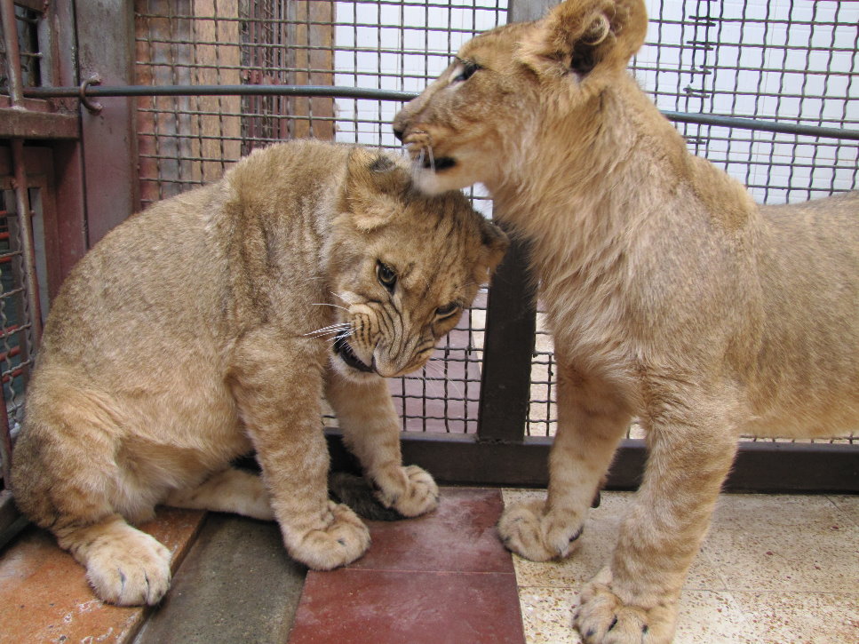 African lions cubs(tehran zoo)