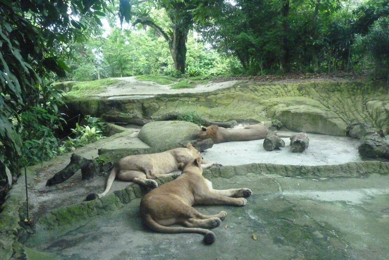 African Lions, December 2015