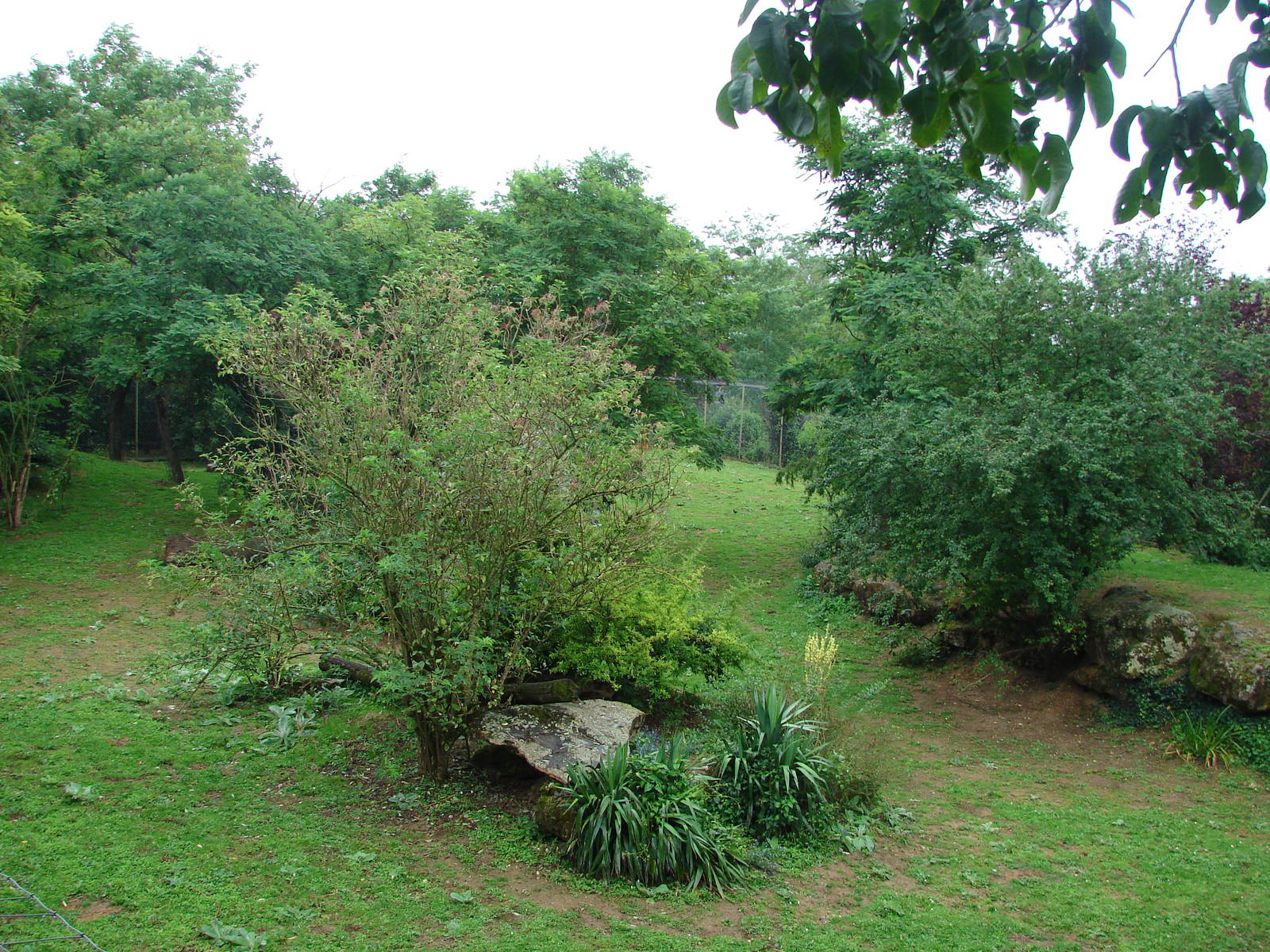 African lions exhibit
