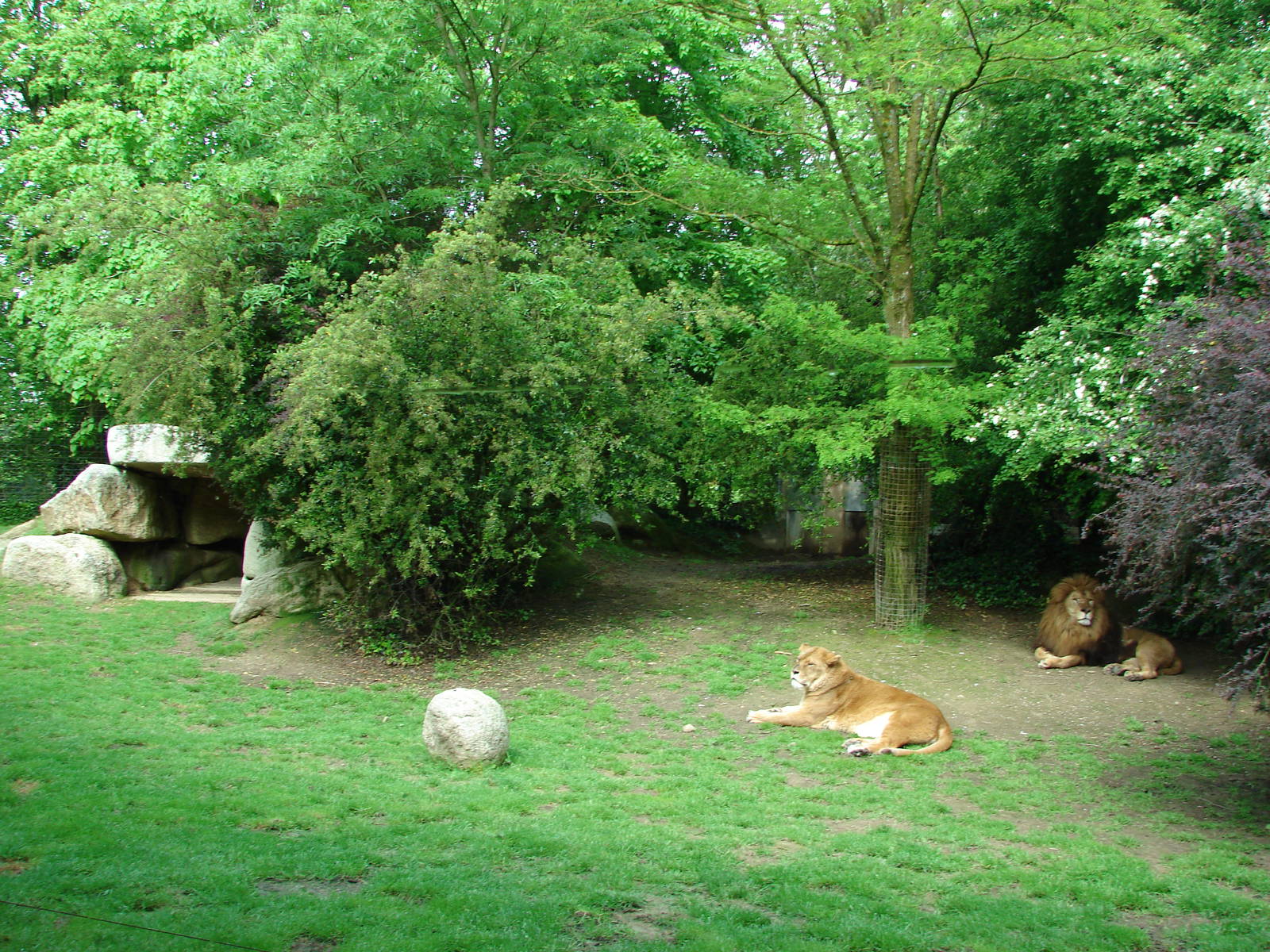 African lions exhibit