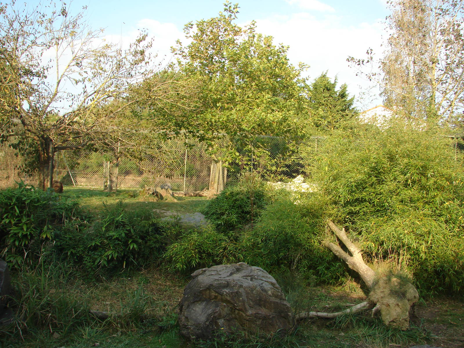African lions exhibit