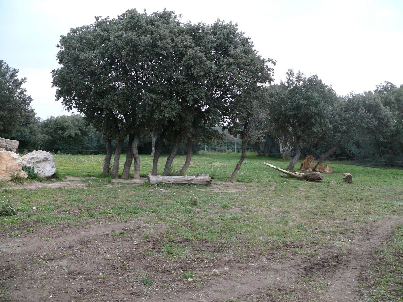 African lions exhibit