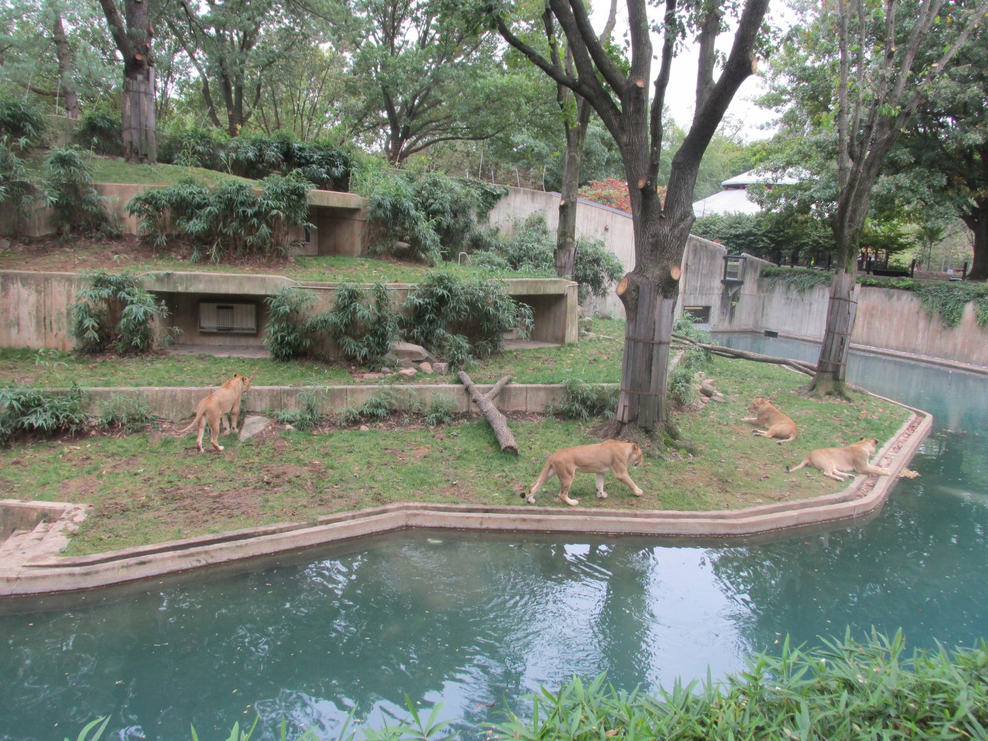 african lions exhibit