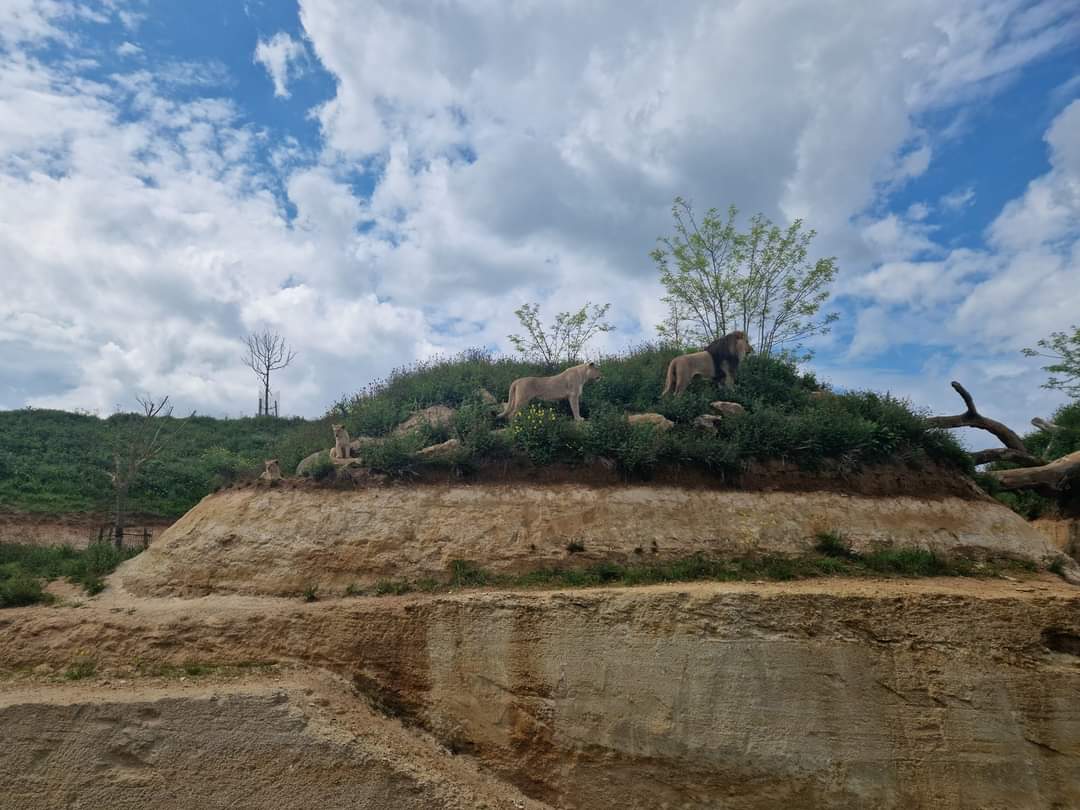 African Lions exhibit