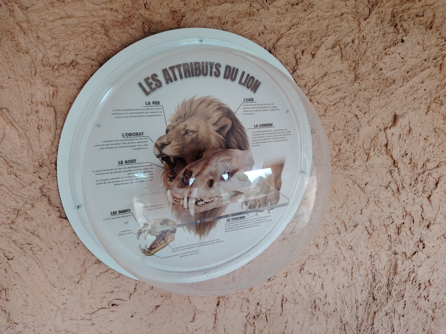 African Lions Exhibit