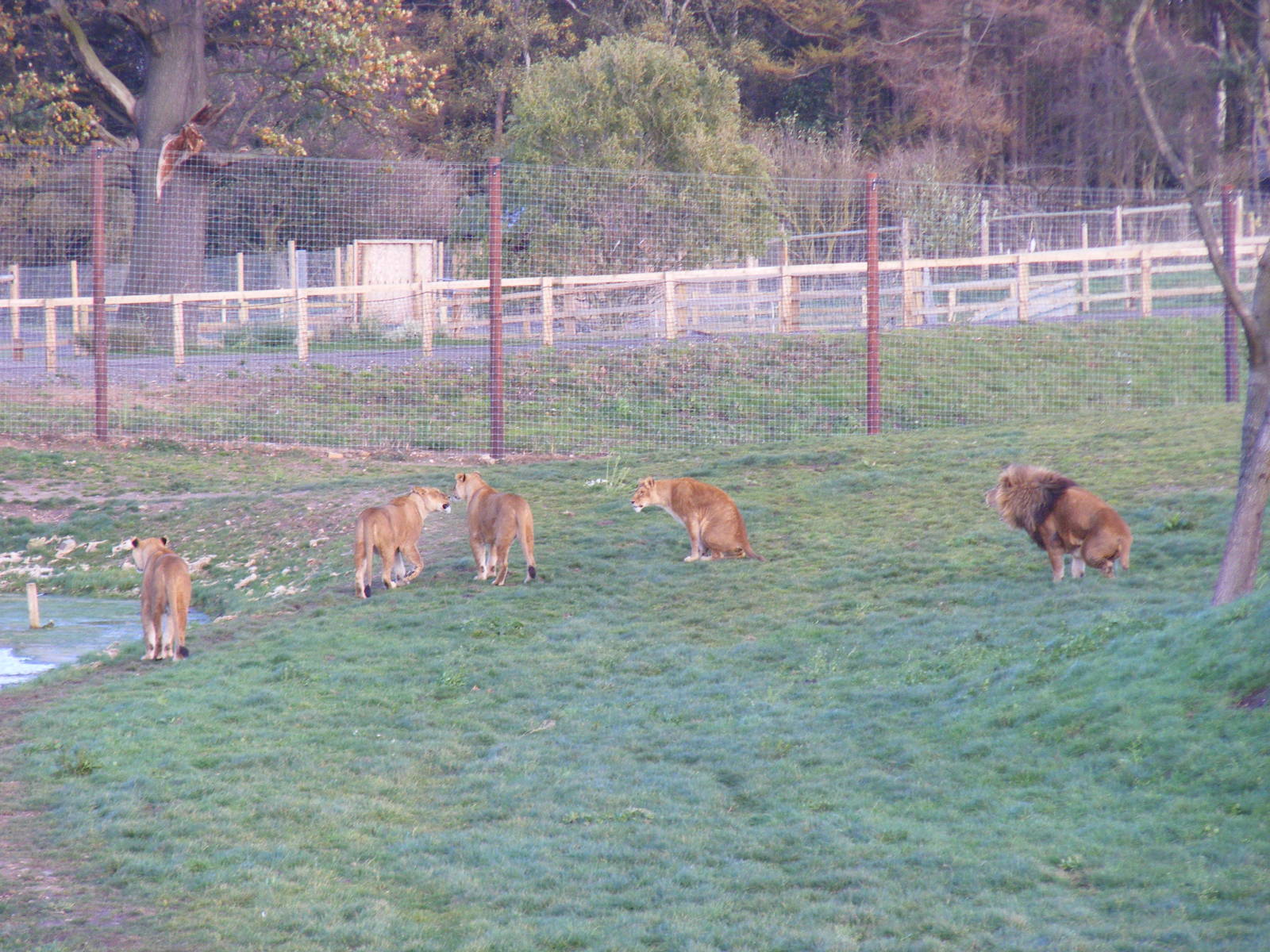 African lions in Pride 2 at Yorkshire Wildlife Park, 12 November 2010