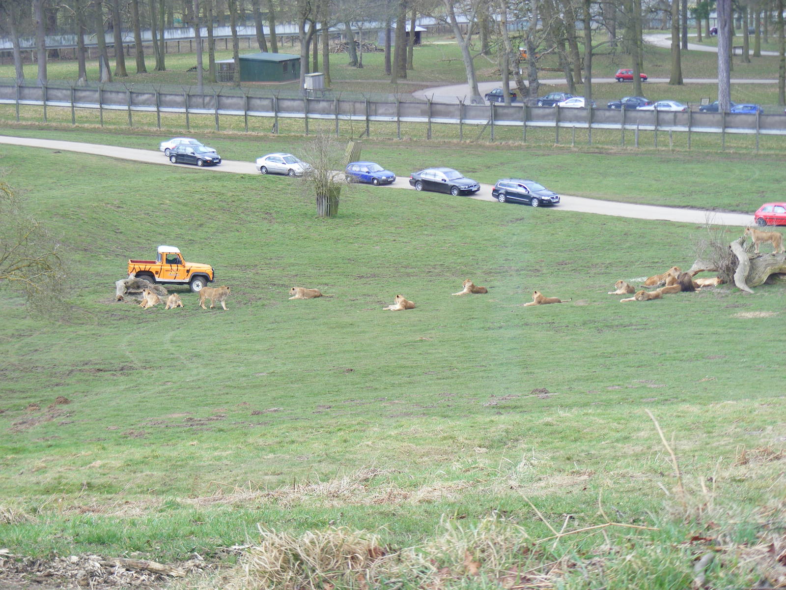 African Lions in Simba Hills reserve at Woburn Safari Park, 28 February 200