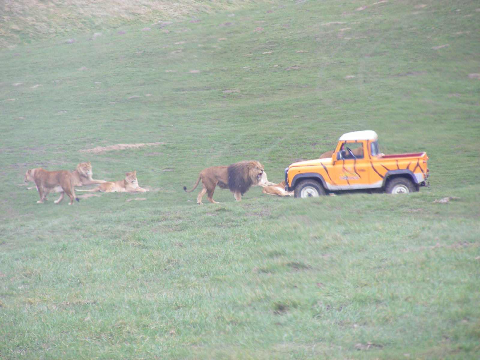 African Lions in Simba Hills reserve at Woburn Safari Park, 28 February 200