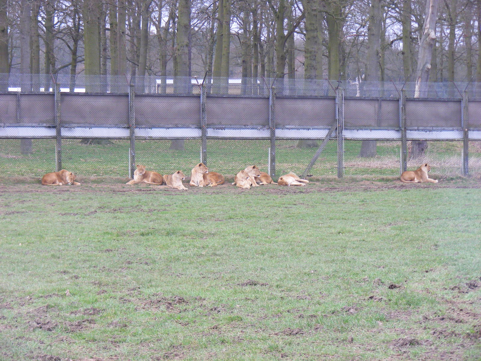 African Lions in Simba Hills reserve at Woburn Safari Park, 28 February 200