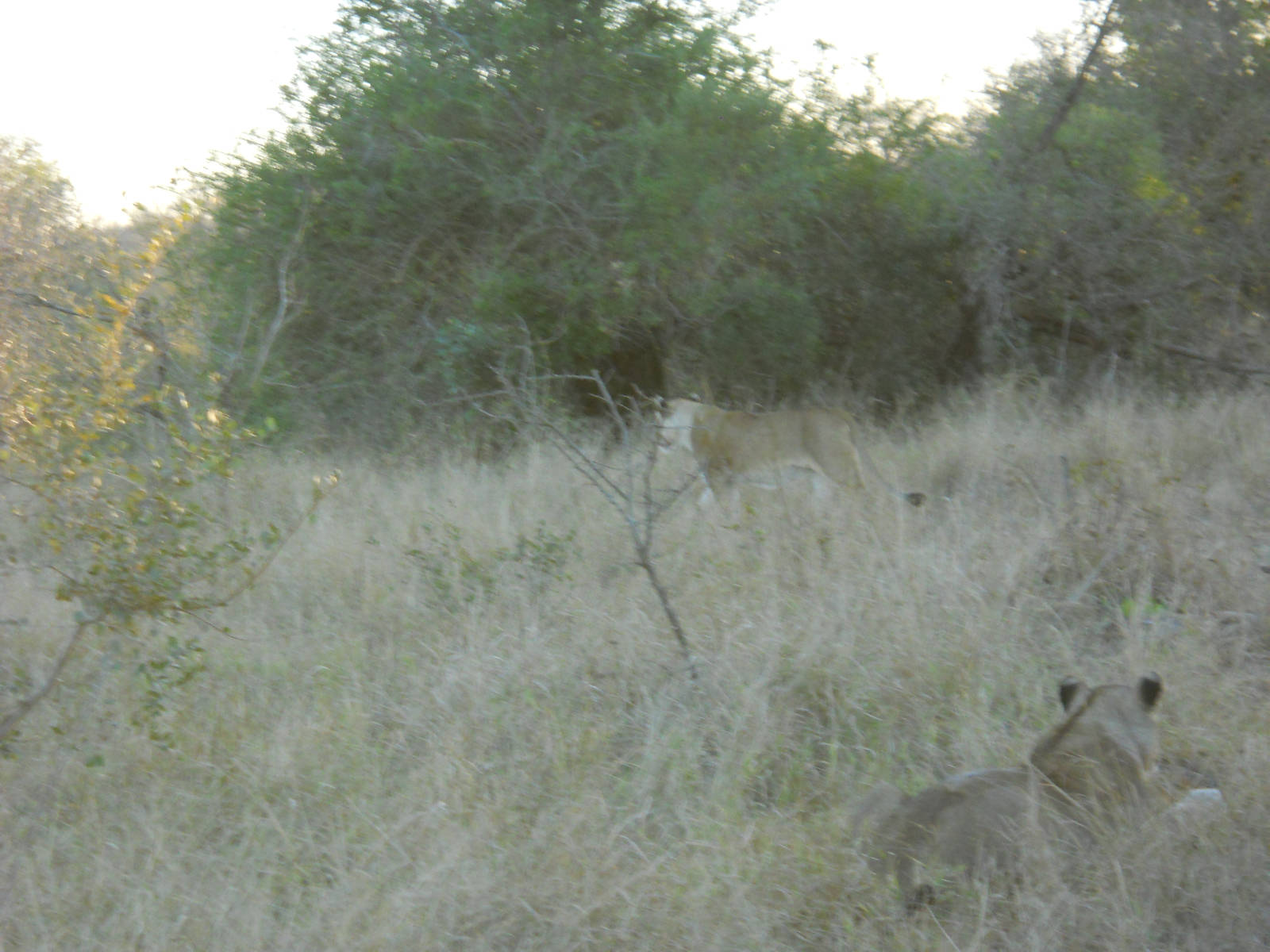 African lions, Kruger National Park, July 2012