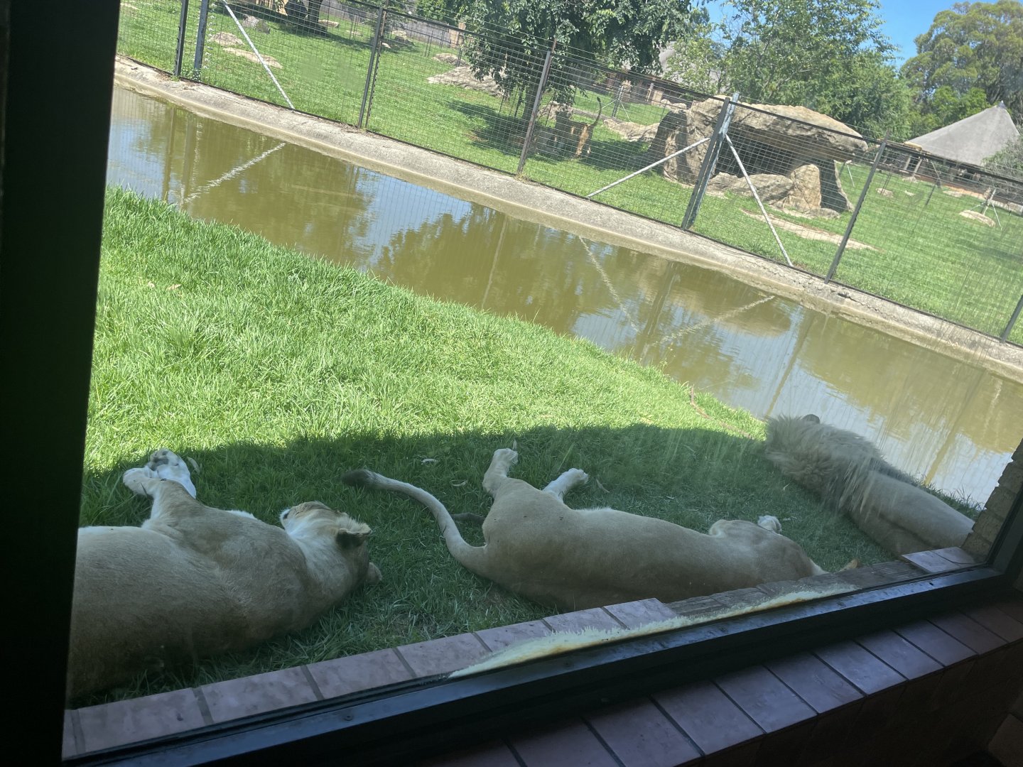 African Lions (Leo Panthera)