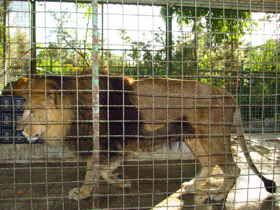African lions (Mashhad zoo)-Mashhad zoo