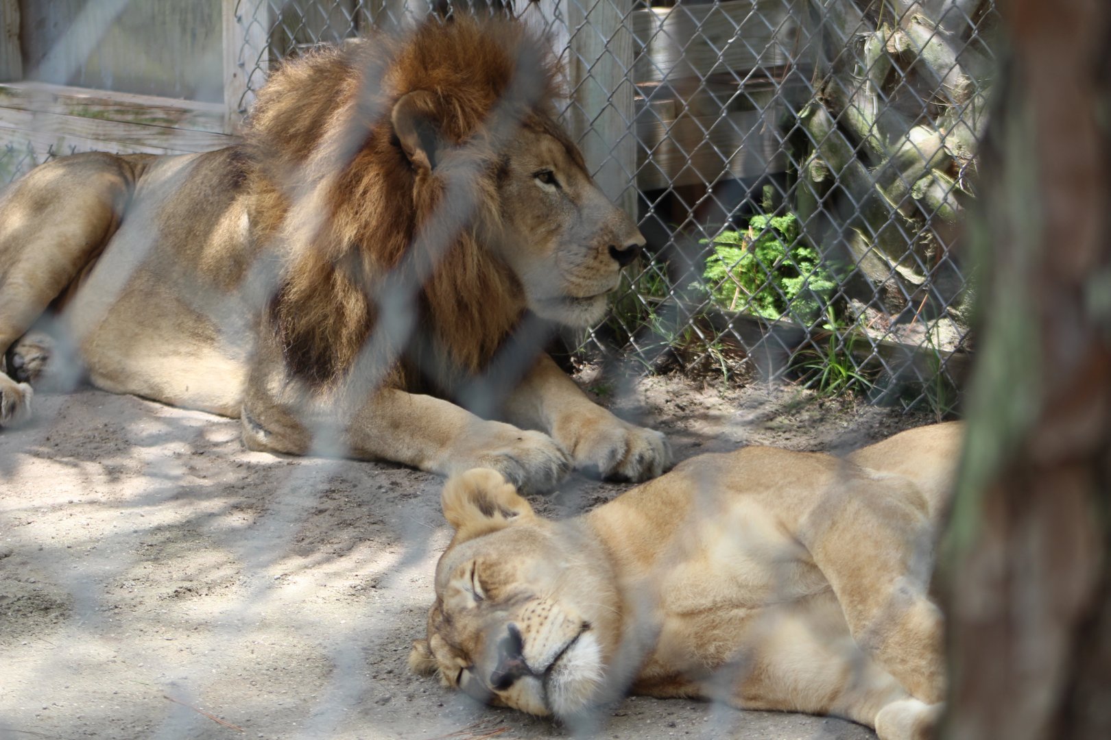 African Lions - Mccarthy Wildlife Sanctuary