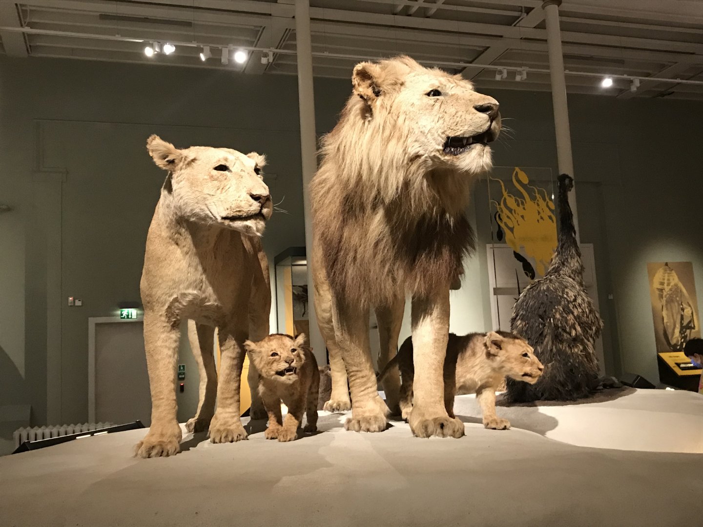 African lions @National museum of Scotland