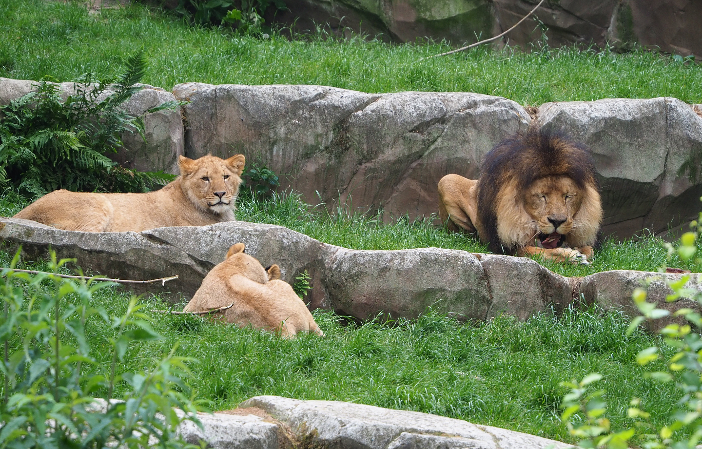 African lions (Panthera leo), 2022-05-26