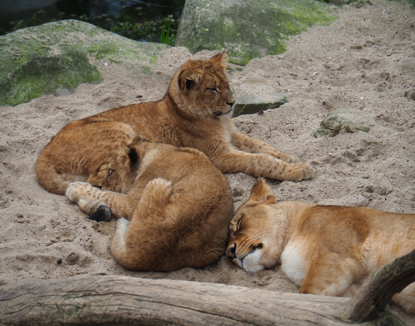 African lions (Panthera leo), 2023-04-08