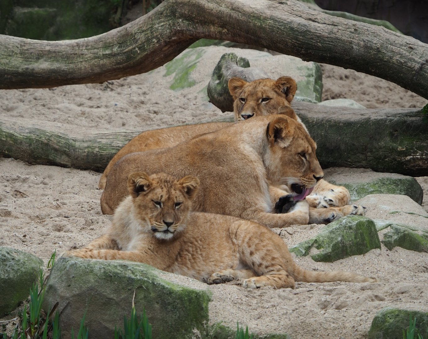 African lions (Panthera leo), 2023-04-08