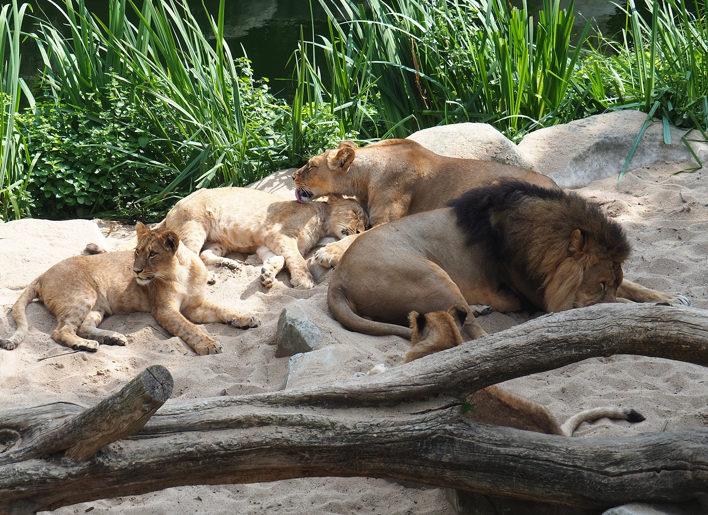 African lions (Panthera leo), 2023-07-22