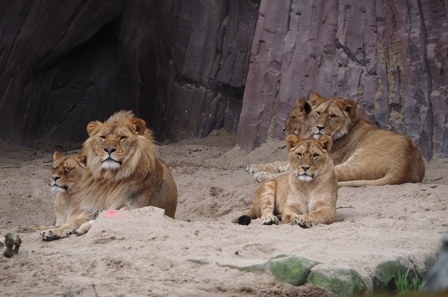 African lions (Panthera leo), 2024-03-09