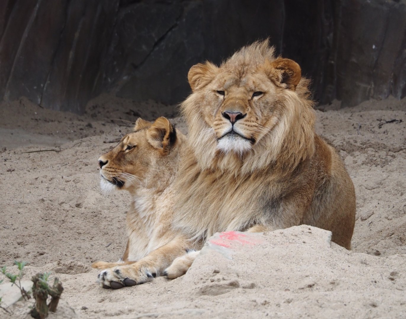 African lions (Panthera leo), 2024-03-09