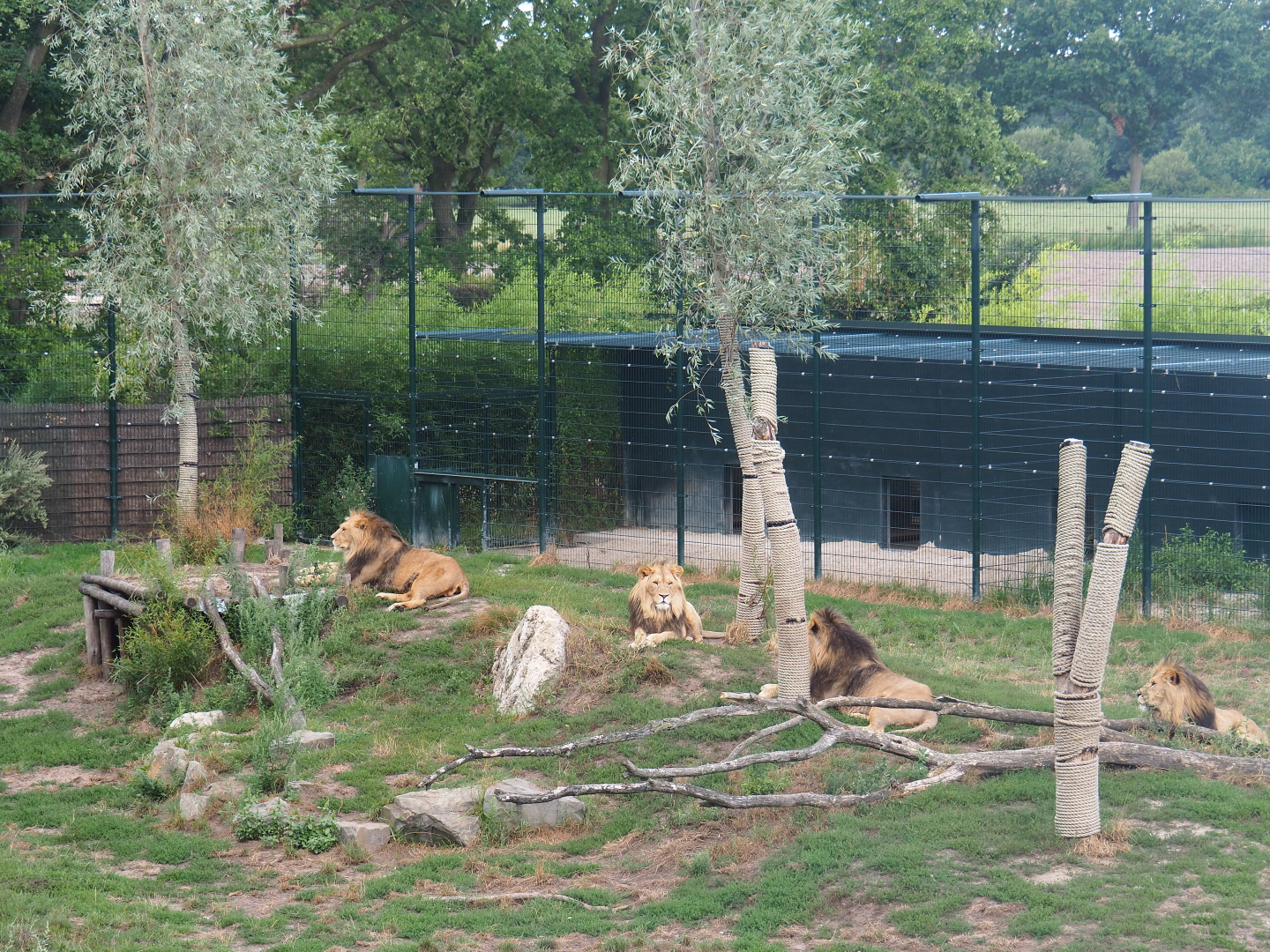 African lions (Panthera leo), bachelor pride, 2019-08-11