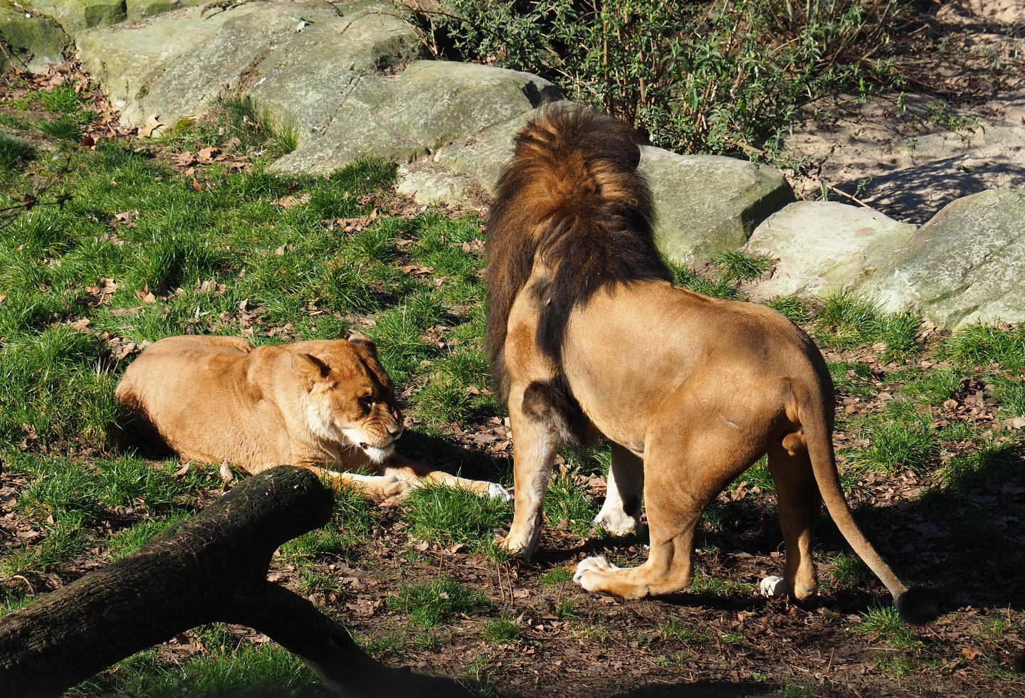 African lions (Panthera leo), Feb 27th, 2019