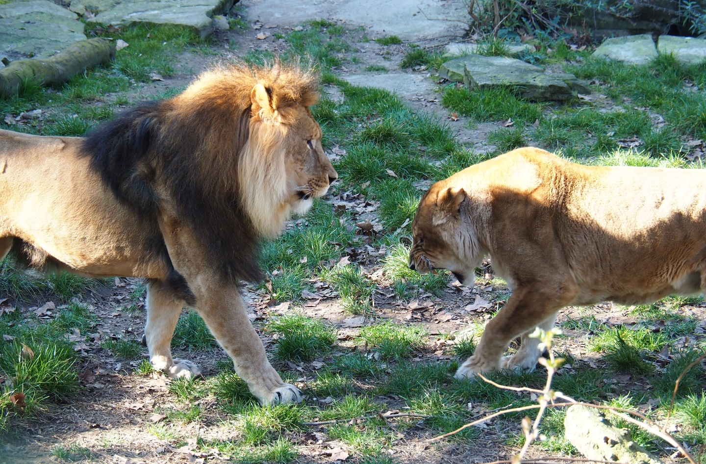 African lions (Panthera leo), Feb 27th, 2019