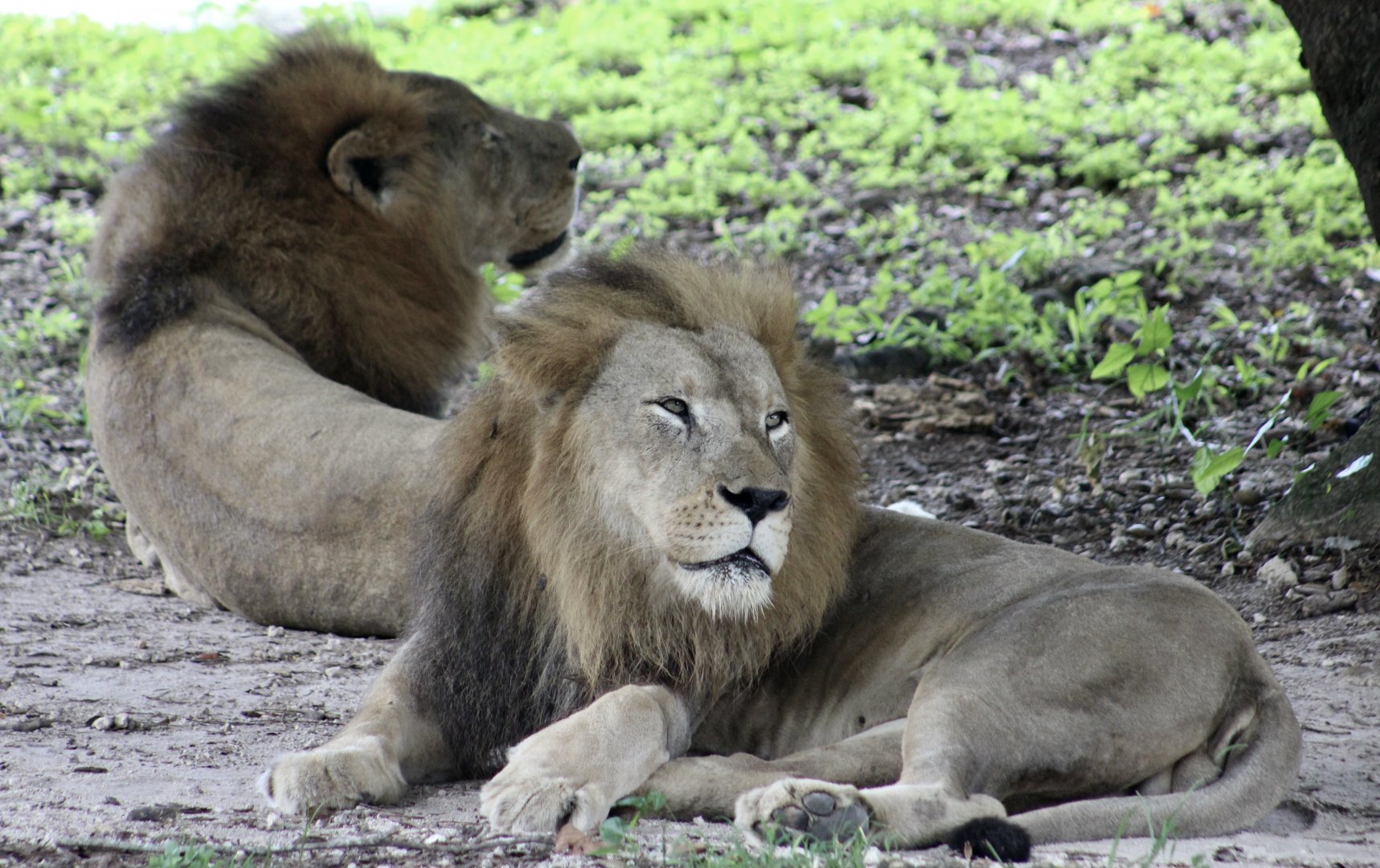 African Lions (Panthera leo melanochaita)