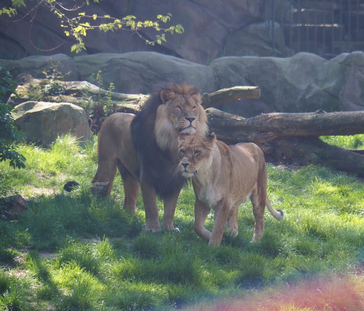African lions (Panthera leo) Nestor and Caitlin, 2019-04-20