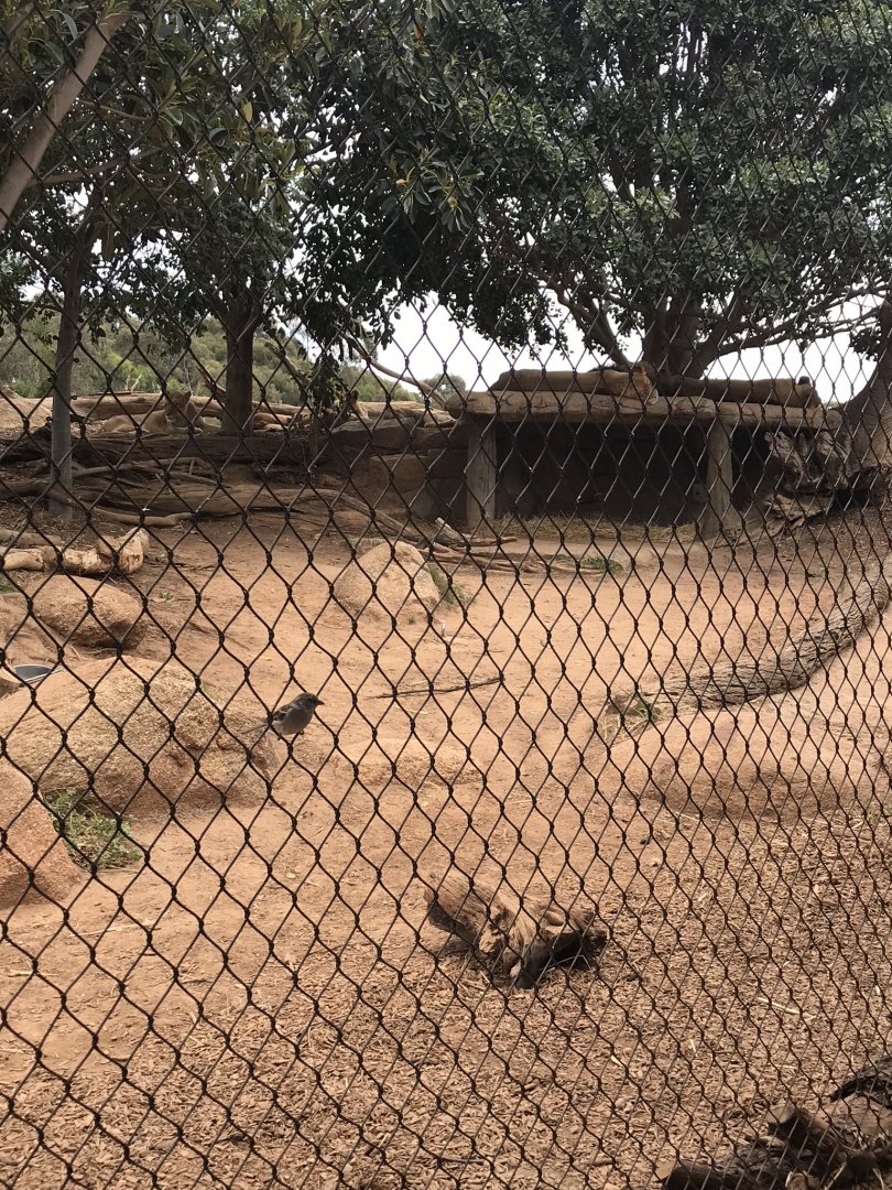 African lions (Panthera leo) resting.