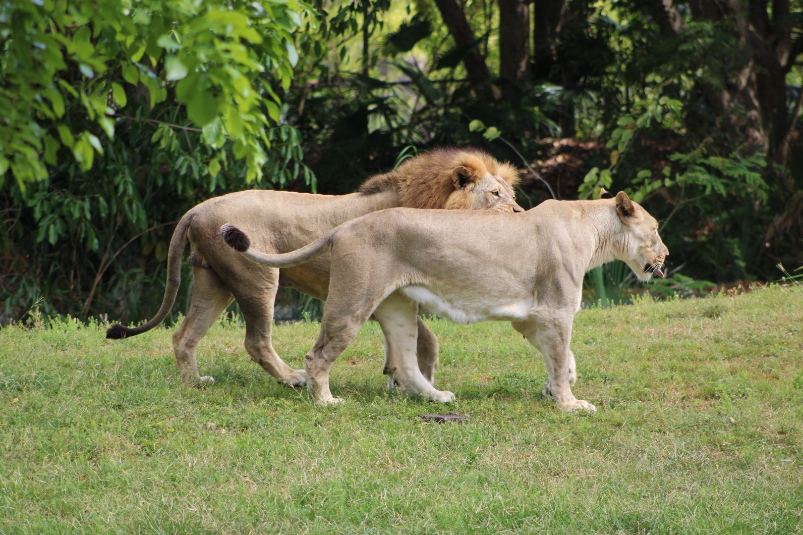 African Lions (Panthera leo. ssp.)