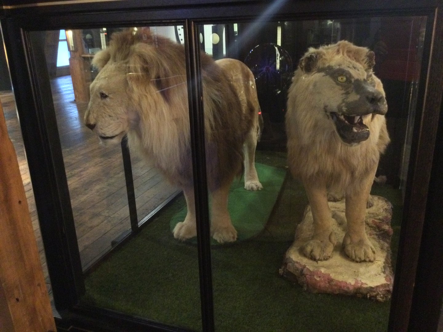 African lions (Panthera leo), Wellington Museum