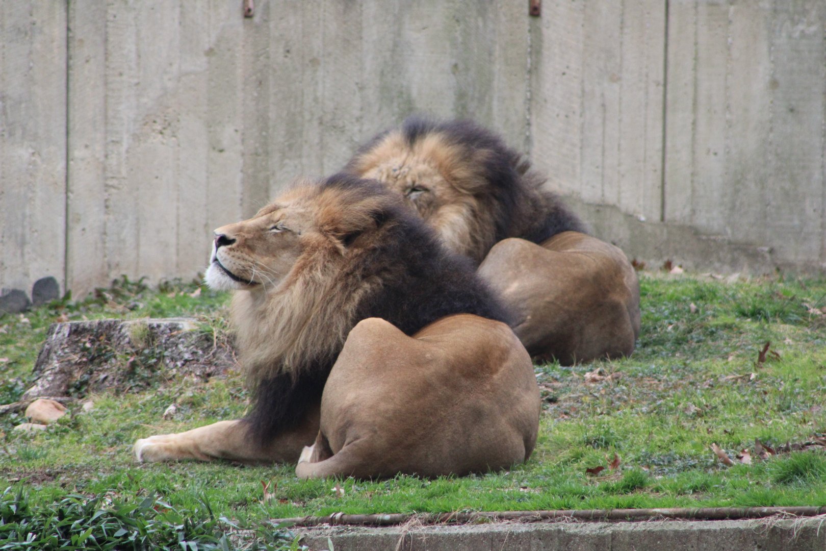 African Lions (Panthera leo)