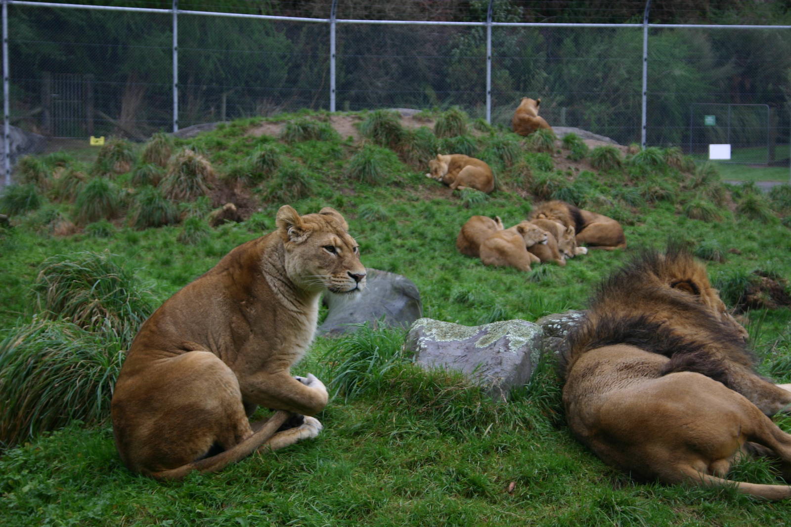 African Lions - Paradise Valley Springs