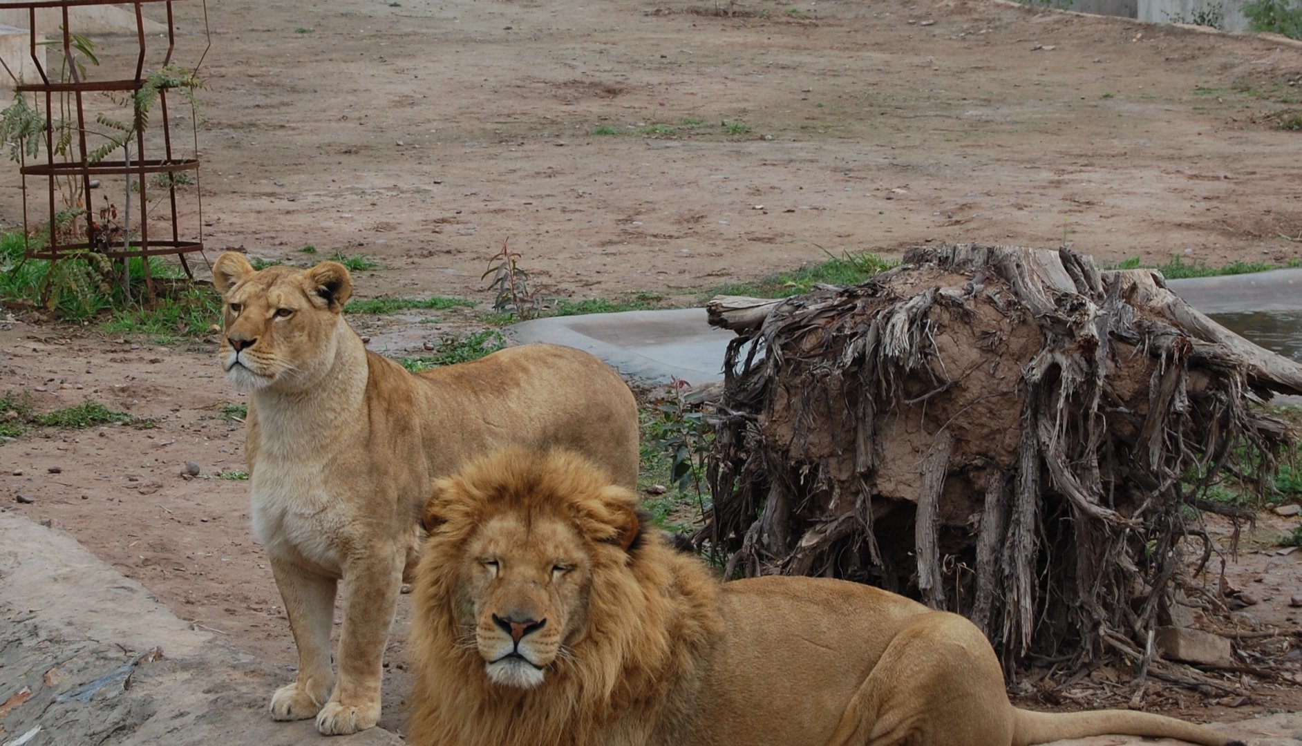 African lions - Peshawar zoo 1/3/2019