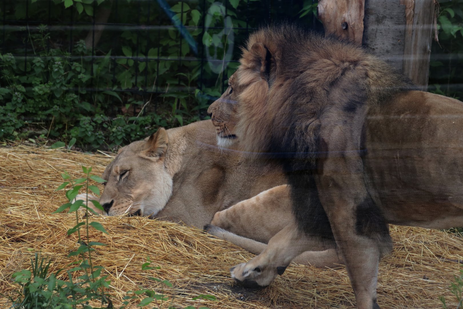 African Lions - Potter Park Zoo - 05/20/19