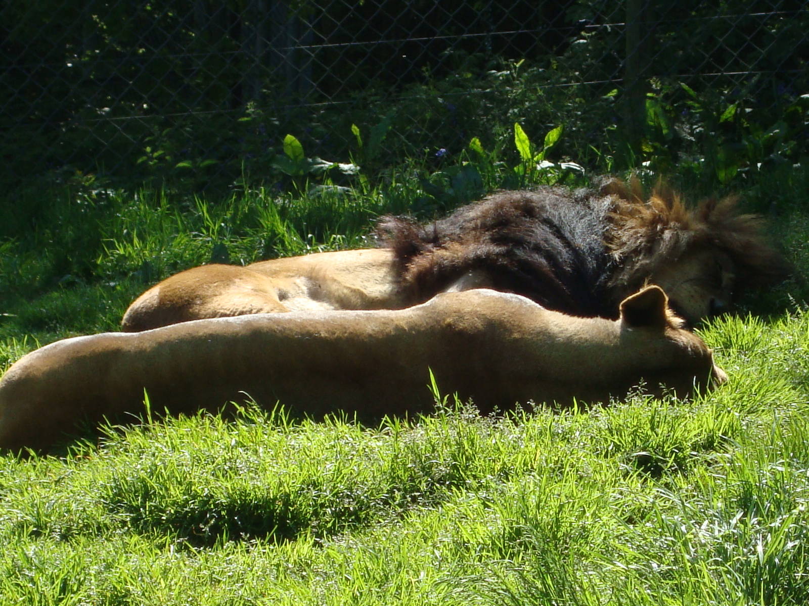 African Lions resting