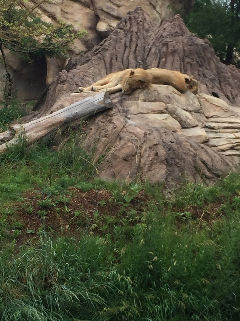 African Lions Sleeping 6-23-2017