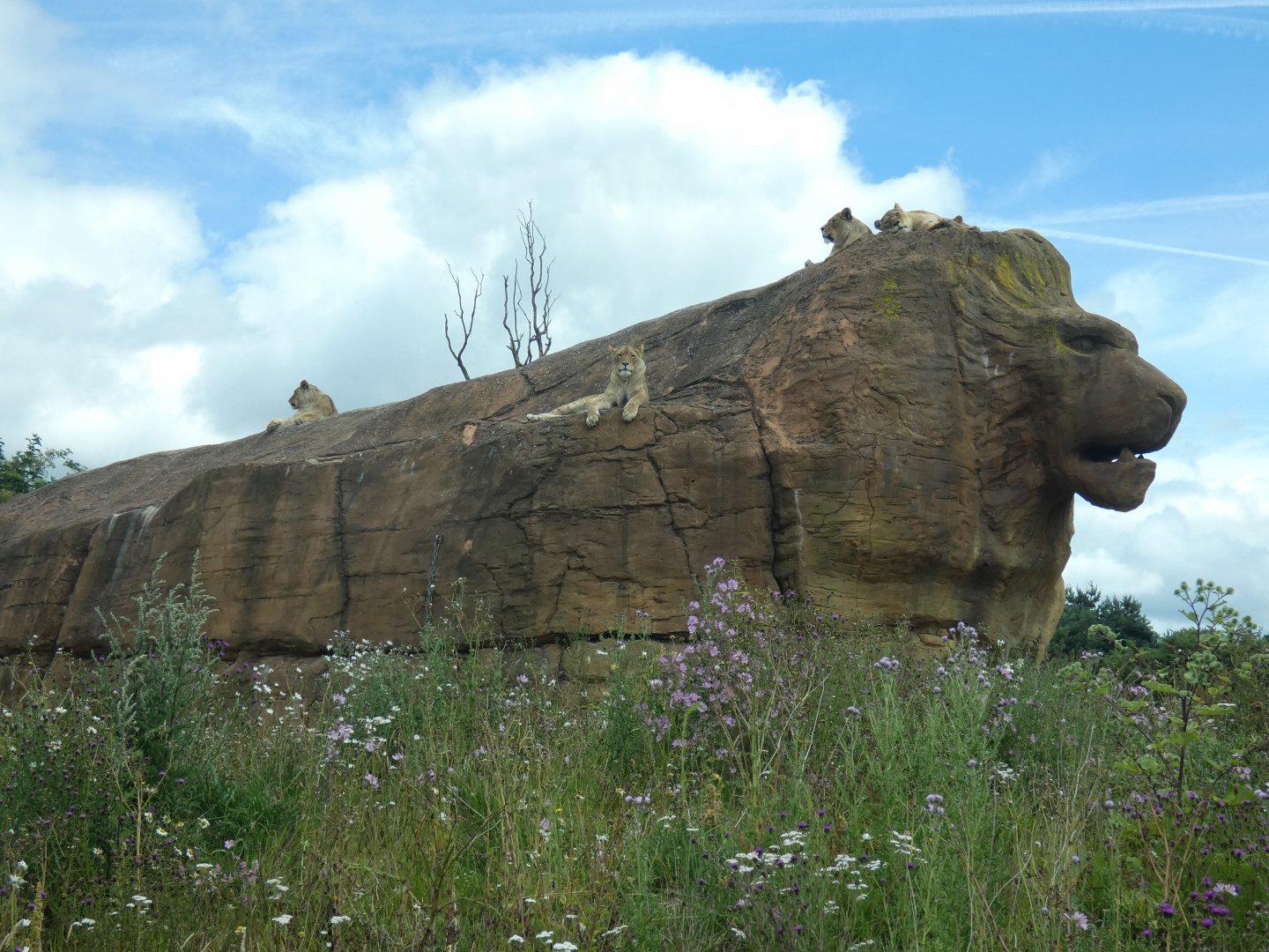 African lions sun-bathing