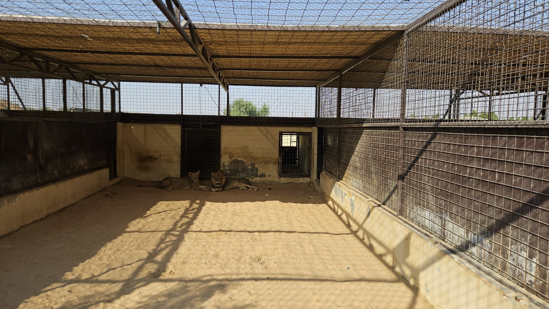 African lions, The Zoo Wild Life Park Umm Al Quwain